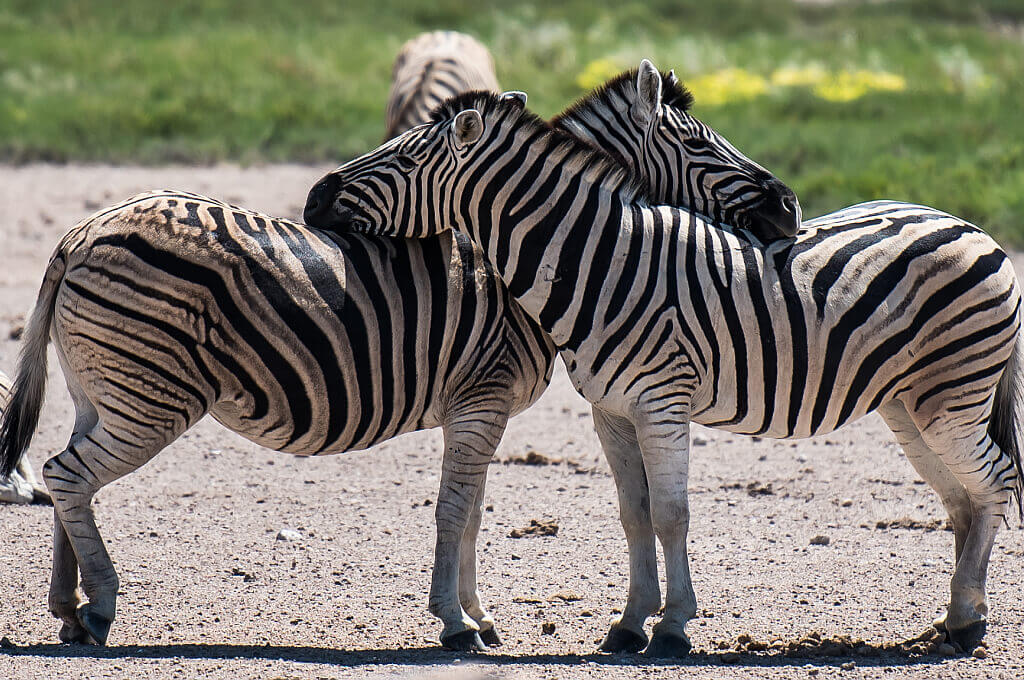 Zebras im Etosha Nationalpark