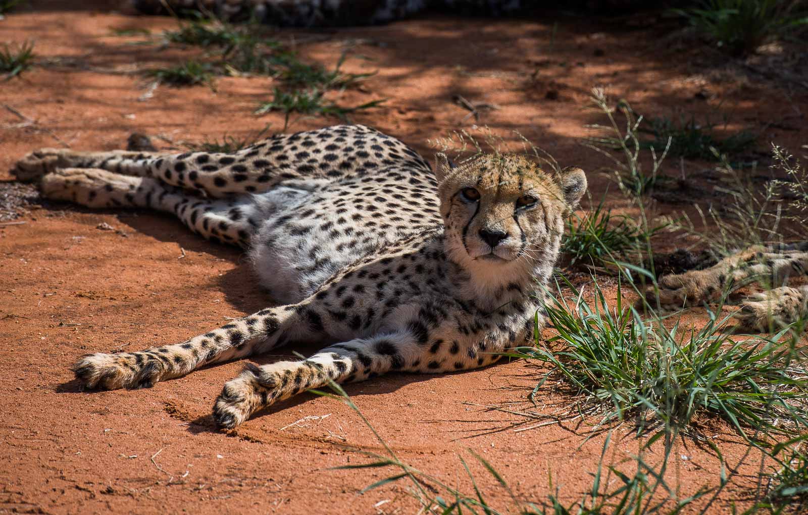 Okonjima Africat Stiftung