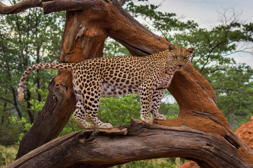 Leopard bei der Gästefarm Düsternbrook