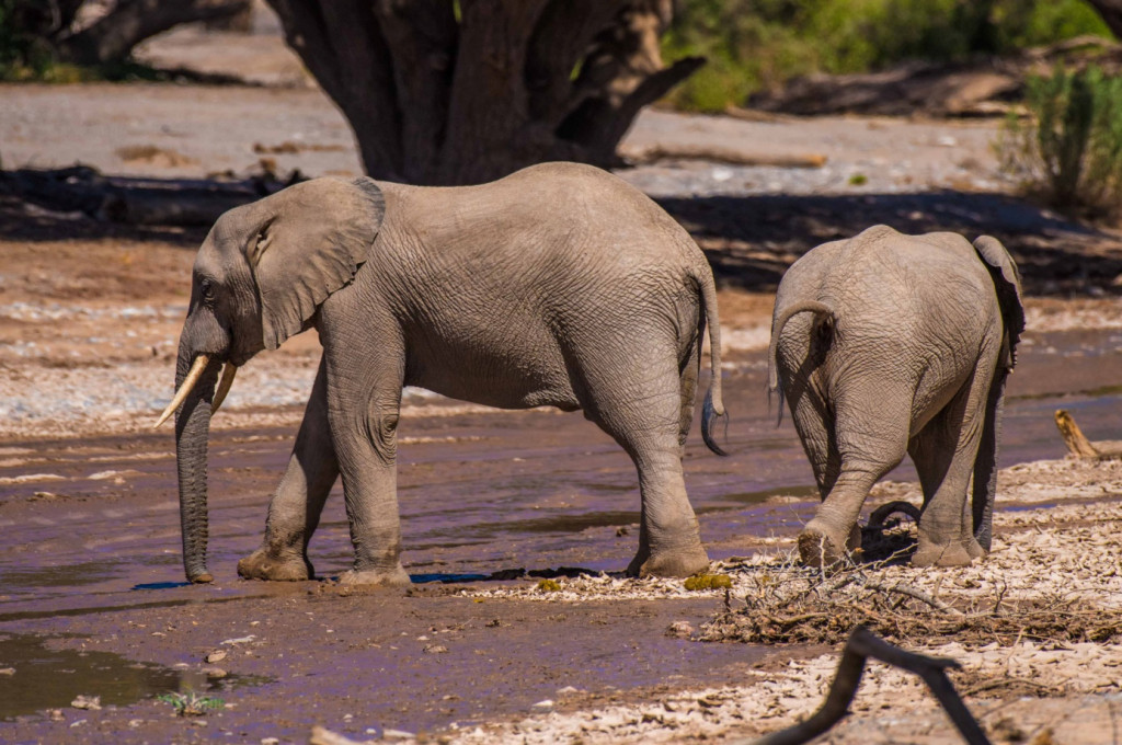 Hautnahe Begegnungen mit den Wüstenelefanten im Trockenfluss